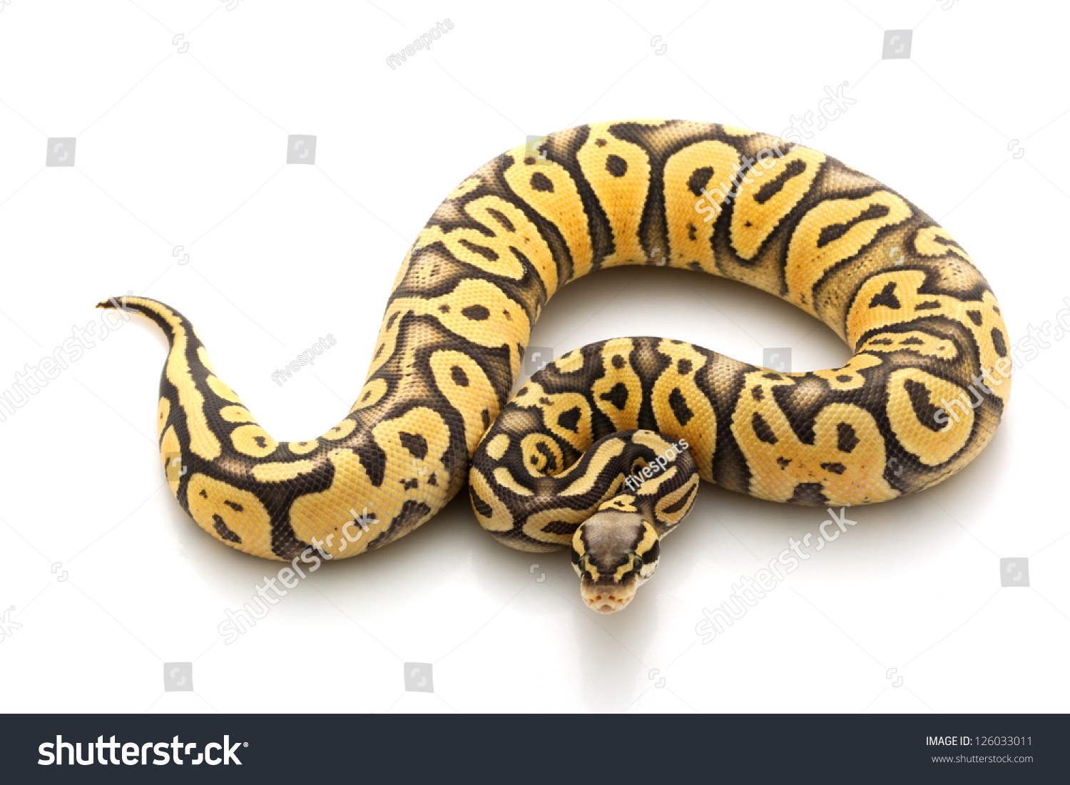 Ghost ball python stock photos and pictures