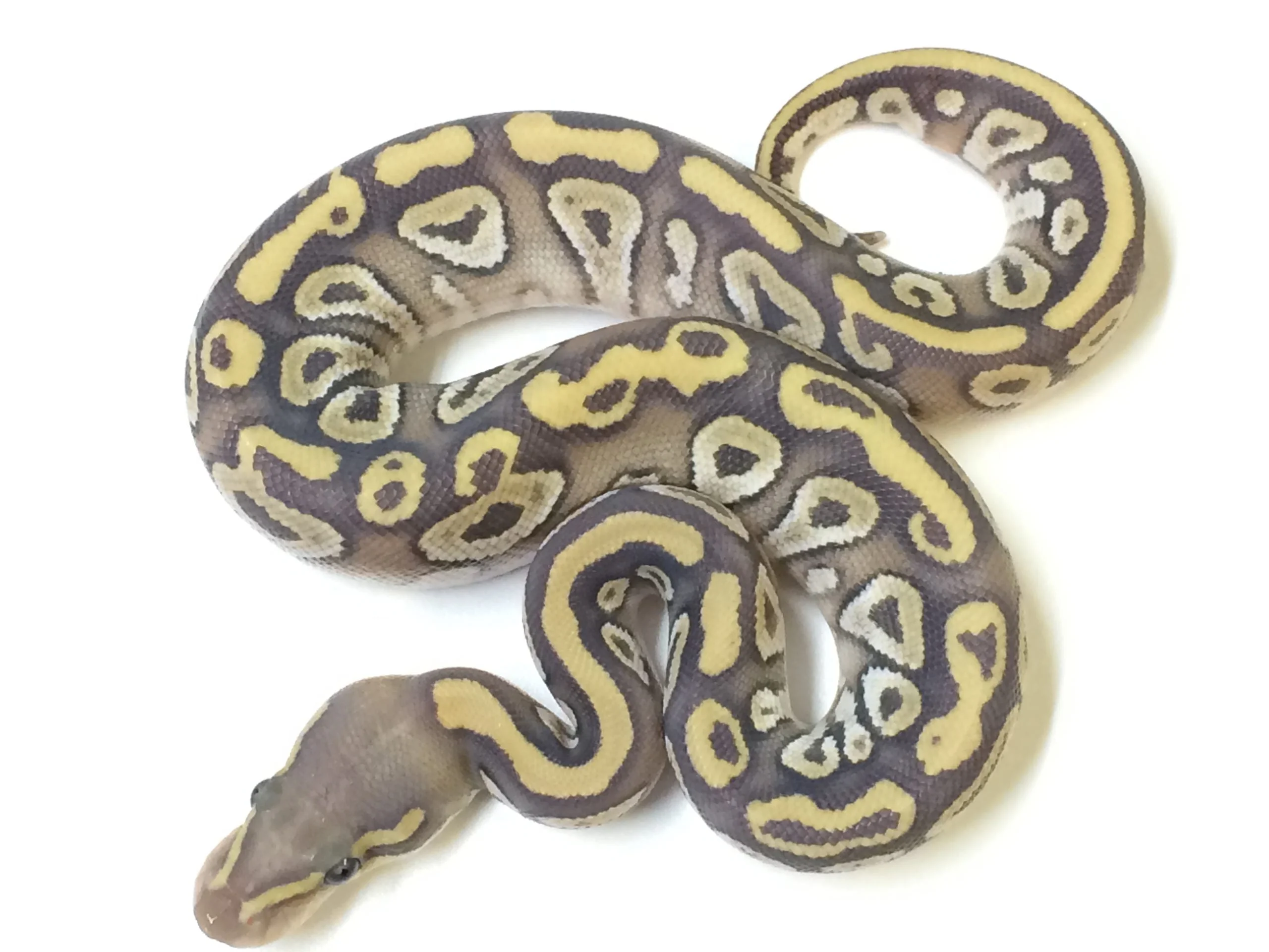 Mojave ghost ball python for sale with live arrival guarantee