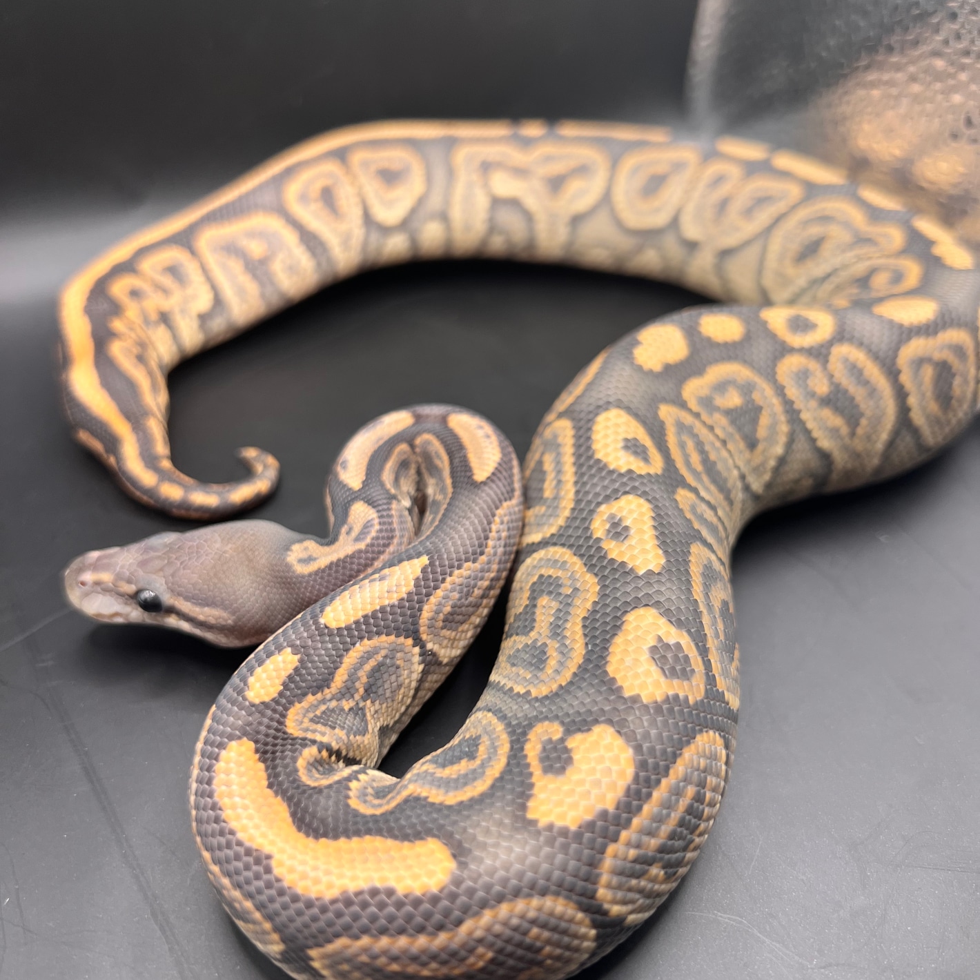 Pet only desert orange ghost ball pythons by katastrophicreptiles