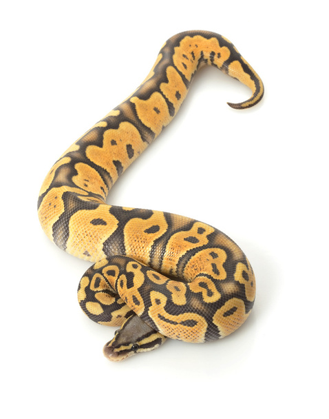 Ball python free stock photos images and pictures of ball python