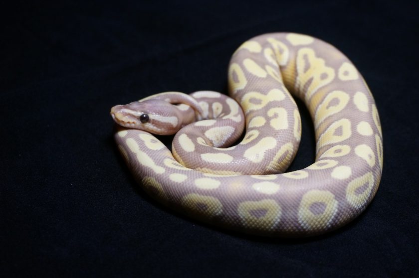 Ball python morphs and genetics the ultimate guide