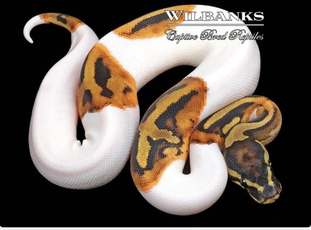 Will it change over time rballpython