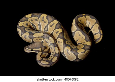Ghost ball python stock photos and pictures
