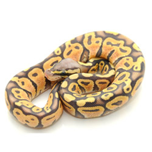 Speciality ball pythons pastel desert ghost ball python from