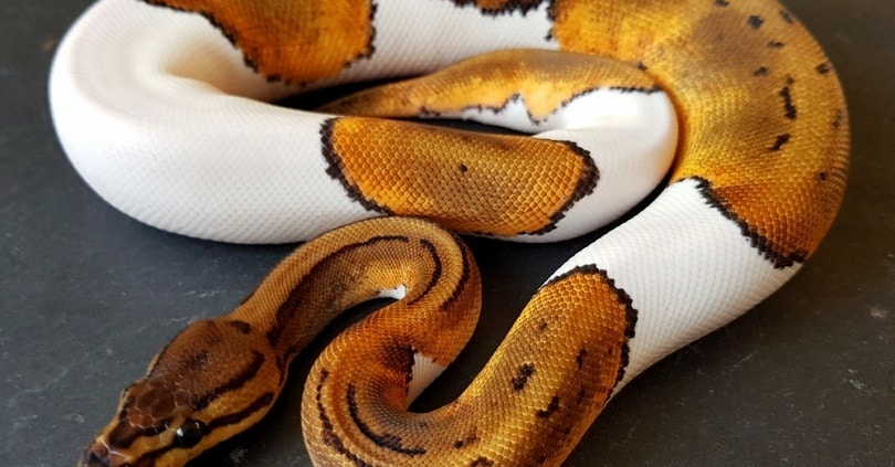 Ball python for sale baby ball pythons for sale near me breeders