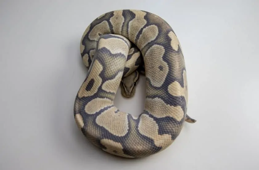 Ball python morphs and genetics the ultimate guide