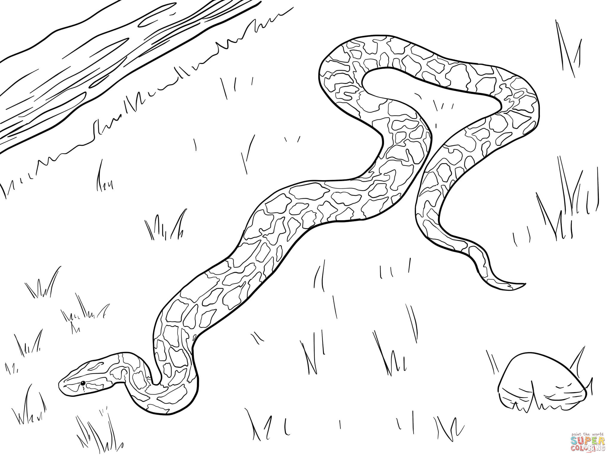 Large burmese python coloring page free printable coloring pages
