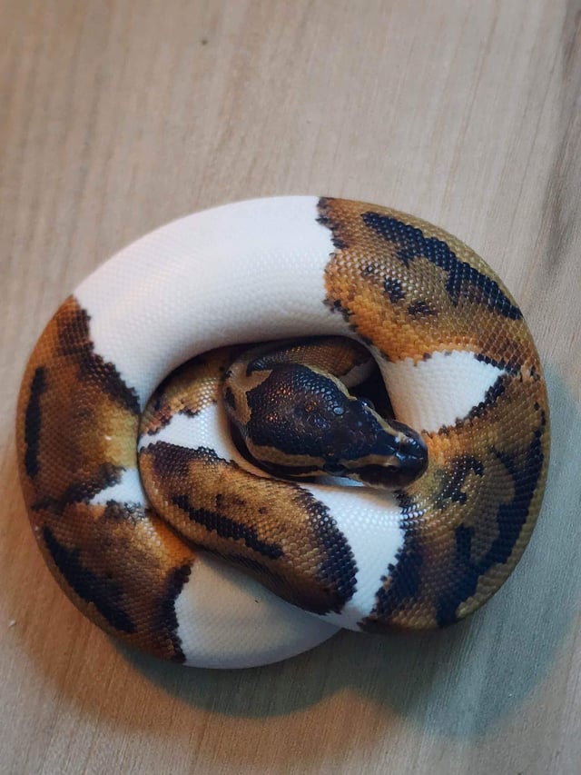 What is your favourite morphsbo rballpython
