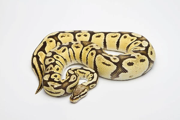Super pastel vanilla ball python or royal python