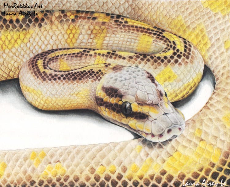 Pastel highway fine art print ball python by laura airey le ball python morph royal reptile snake