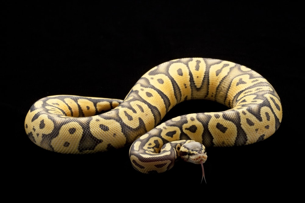 Pastel ball python morph guide with pictures