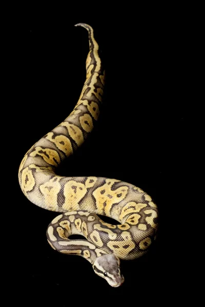 Pythons stock photos royalty free pythons images