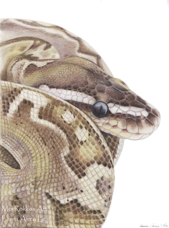 Bamboo ball python fine art print by laura airey le snake reptile animal royal morph