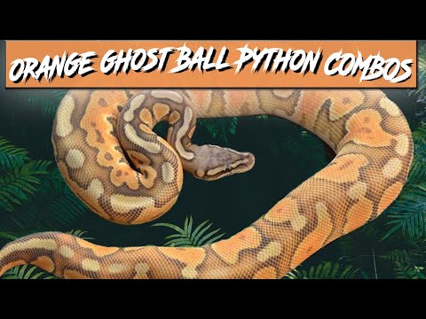 Orange ghost ball python morph bos jacks reptiles