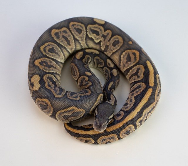 Ball python morphs with problems snake safari