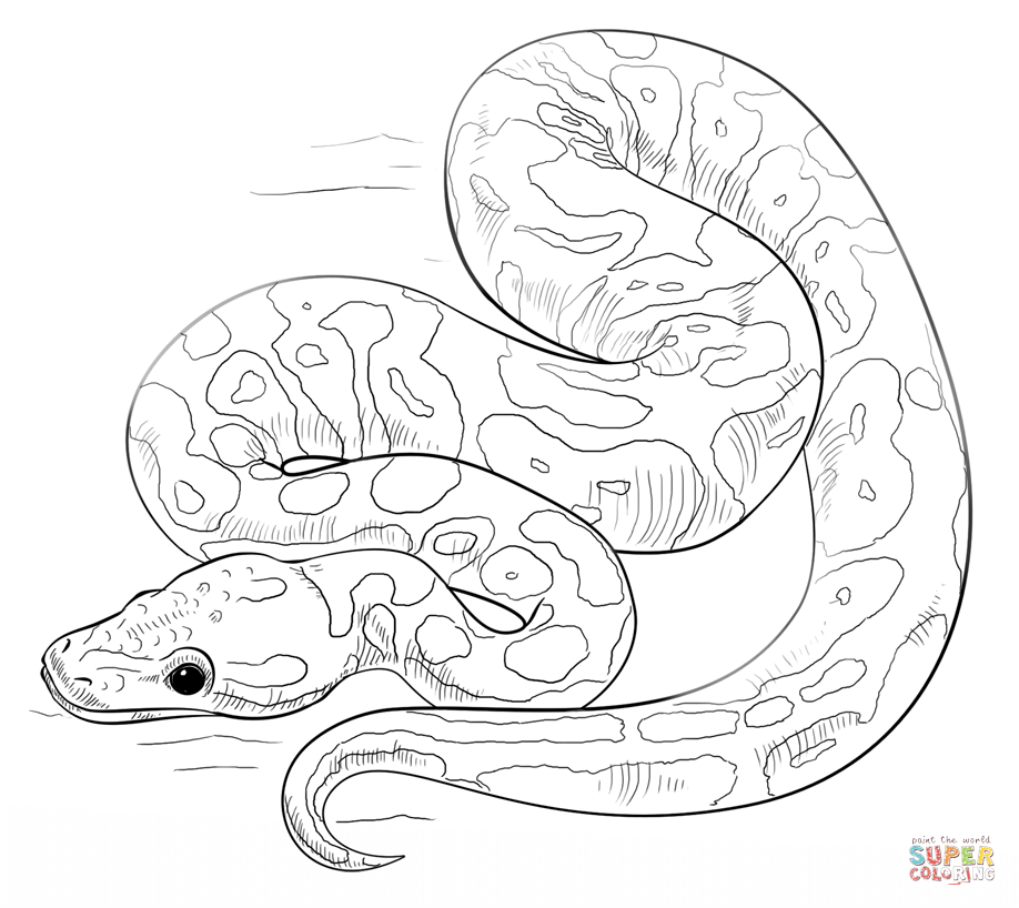 Orange ghost ball python coloring page free printable coloring pages