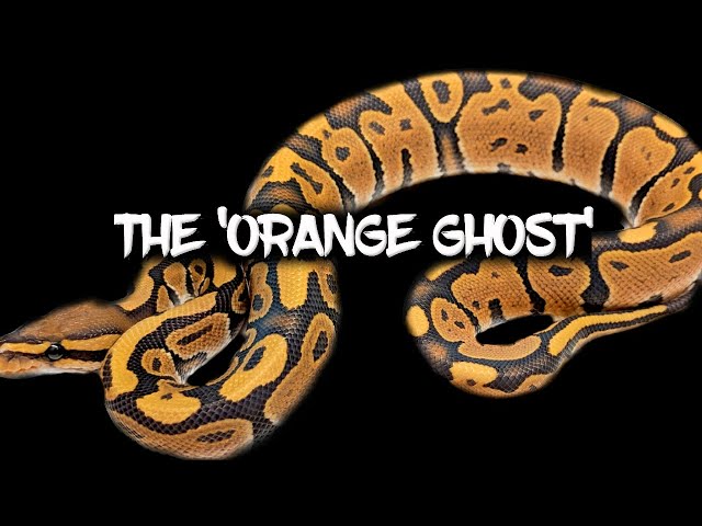 The orange ghost ball python