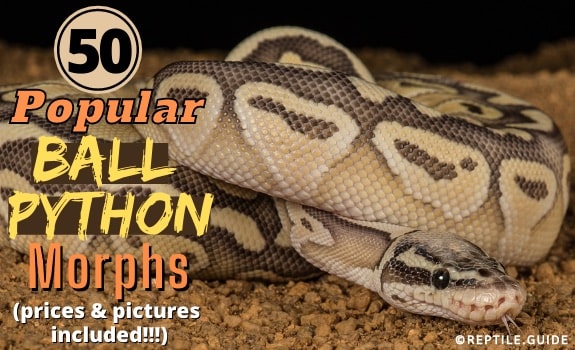 Ball python morphs the most popular pictures prices