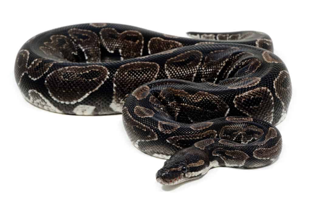 Ball python morphs discover the types