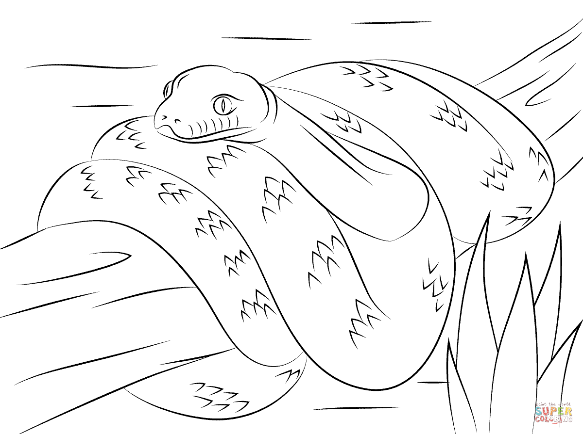 Scrub python coloring page free printable coloring pages