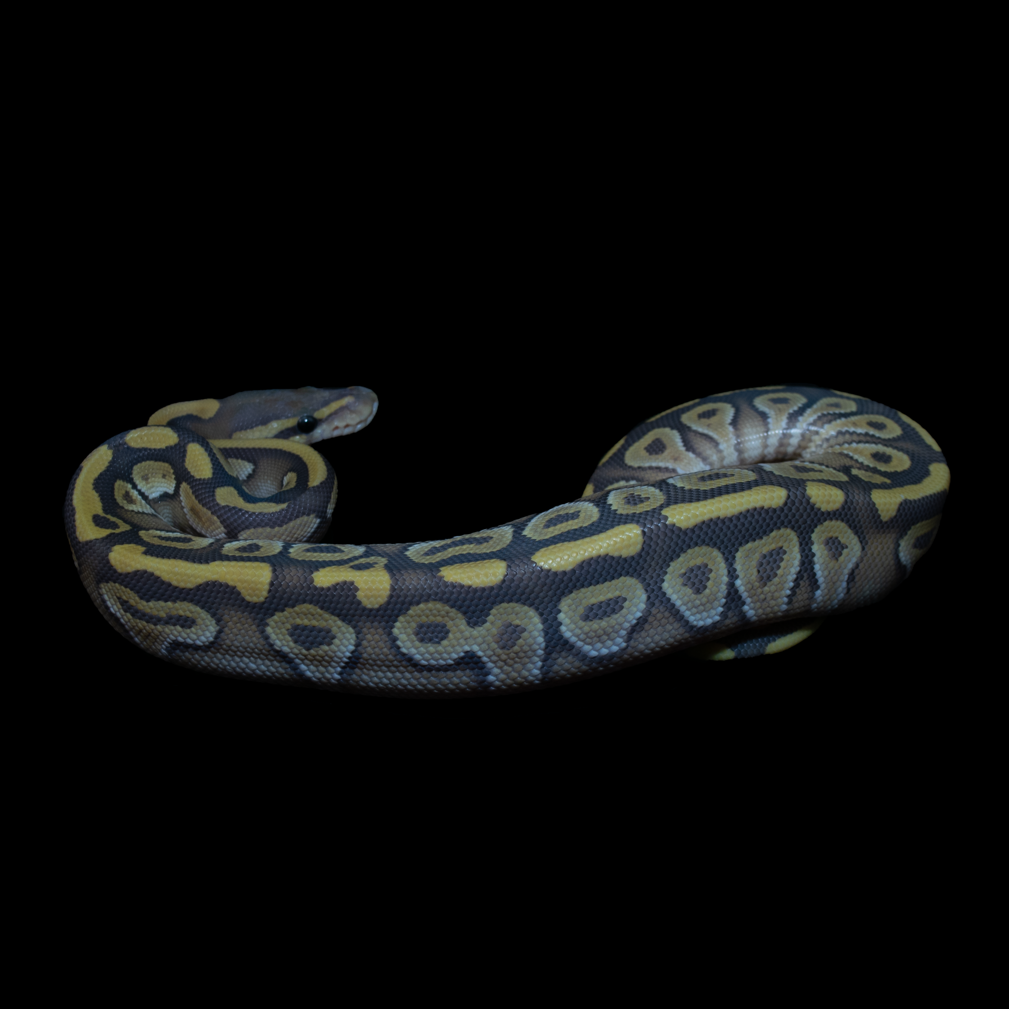 Ball python mojave hypo het clown