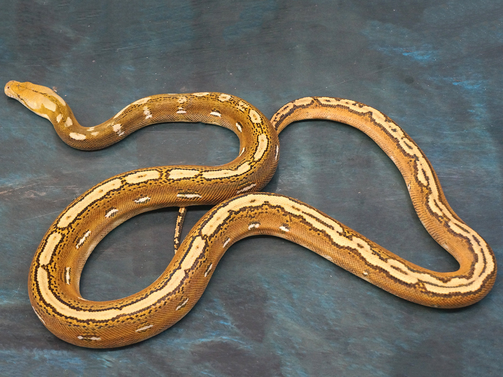 Sale female orange ghost stripe reticulated python â new england reptile