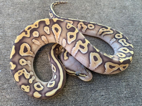 Mojave pastel ghosts ball pythons for sale snakes at sunset