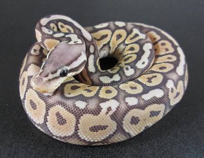 Ball python gallery