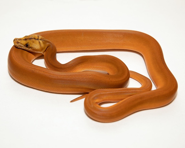 Morphmarket on x sunfire goldenchild orange ghost stripe female reticulated python by tgr exotics snake morphs pet morph httpstcocaocywdqz httpstcosricnoloe x