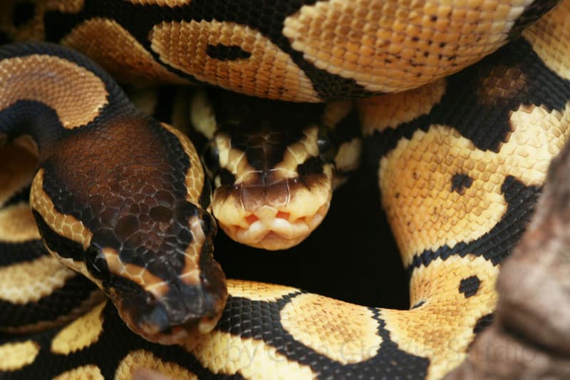 Ball python morph history