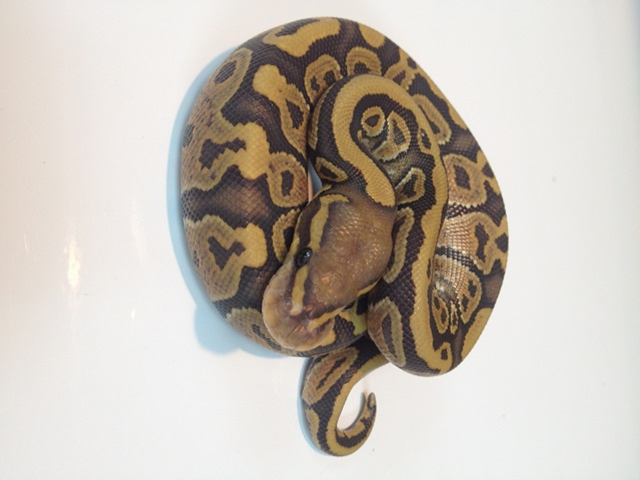 Orange ghost ball python for sale