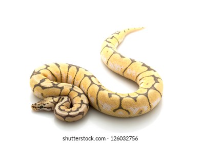 Pastel lesser platinum ball python python stock photo
