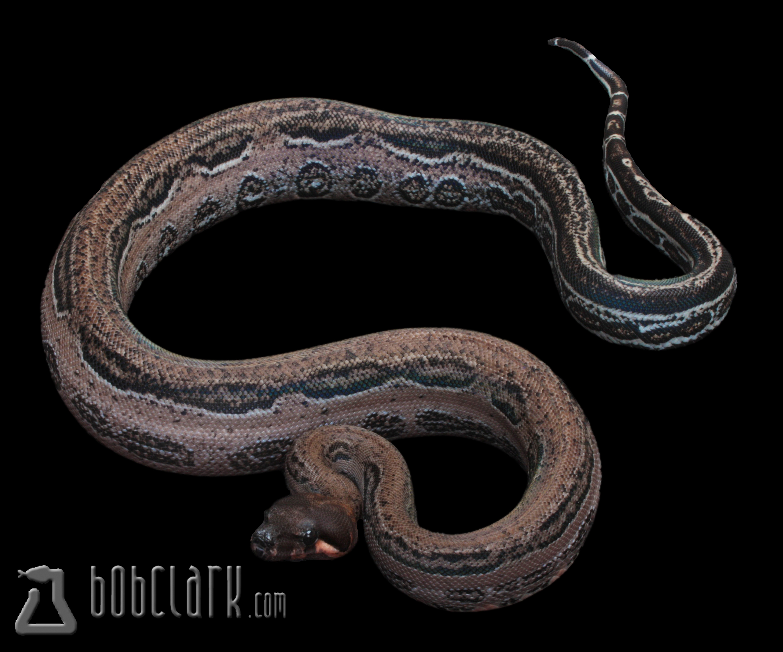 Bob clark reptiles available