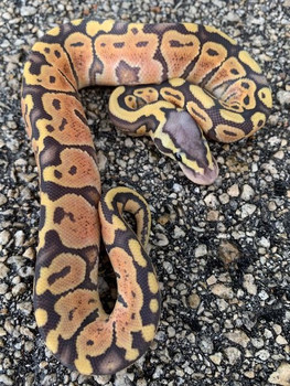 Orange ghost ball python for sale