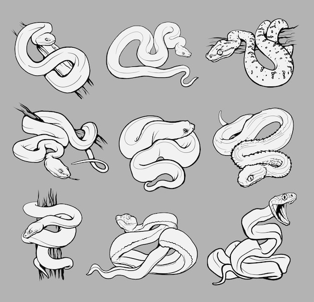 Premium vector set with beautiful different snakes collection reptiles snakesviper boapythoncobra coloring page hand drawn illustration black and white wild nature isolated