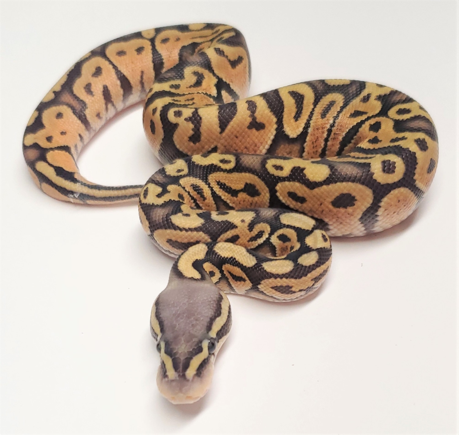 Super pastel orange ghost ball python by gold standard reptiles