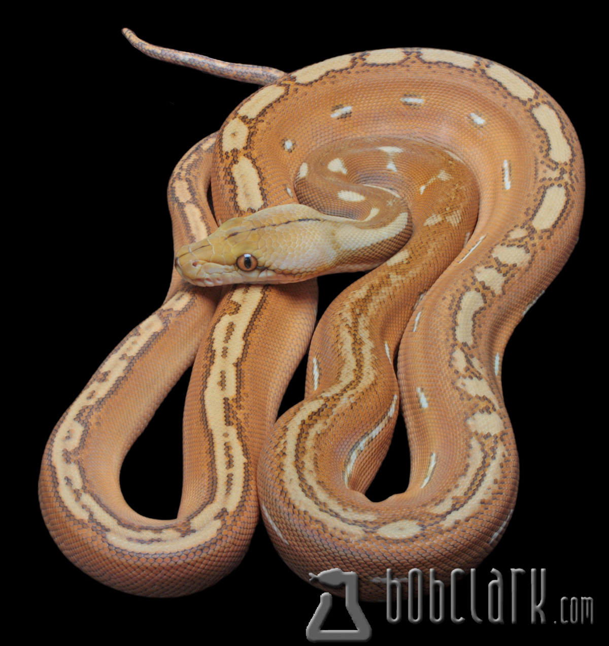 Bob clark reptiles available reticulated pythons