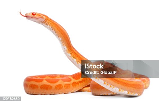 Orange snake stock photos pictures royalty