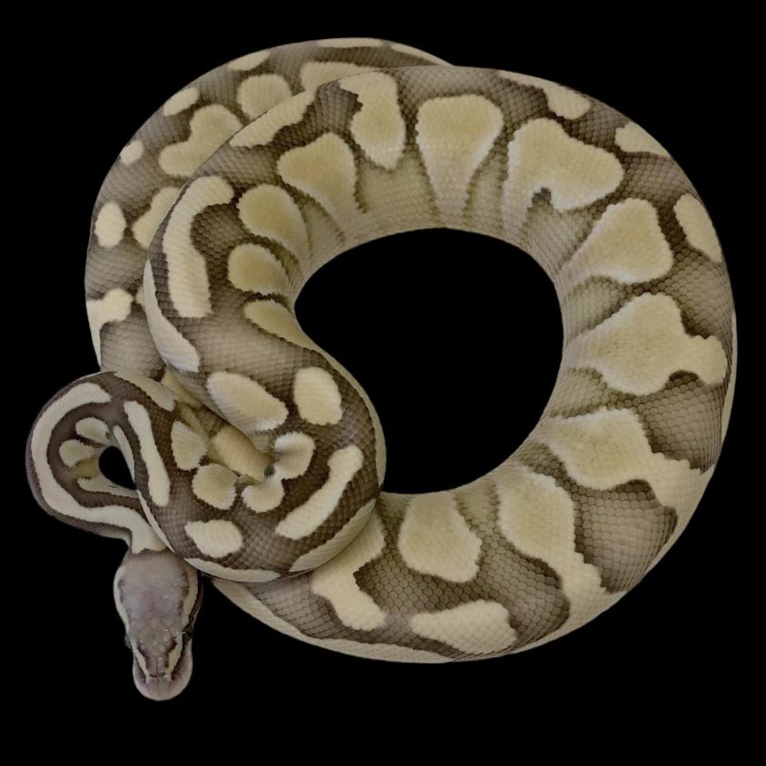 Of the rarest ball python morphs