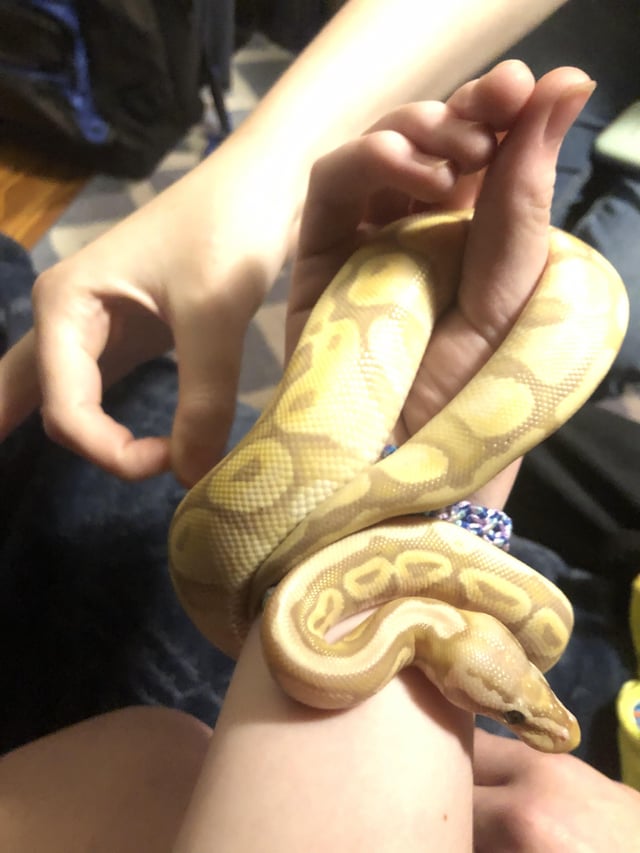 Oliver being a cutie also can ball pythons change their color with age cause his color has been quite dim lately and he isnt in blue he just turned a year old