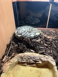 Python snake reptiles for adoption