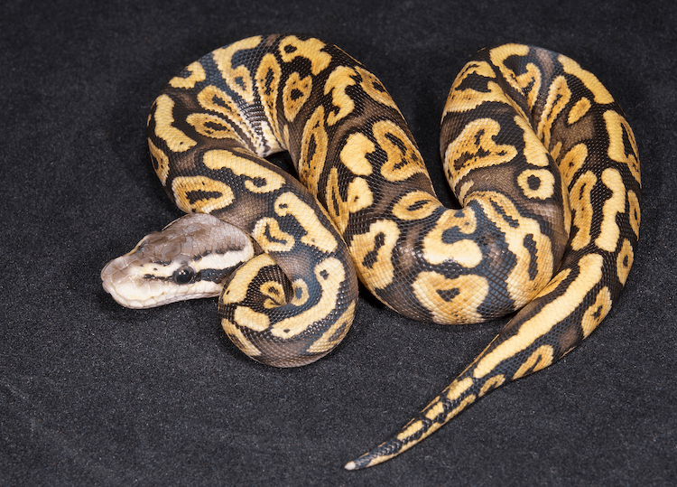 Ball python morphs color pattern genetics