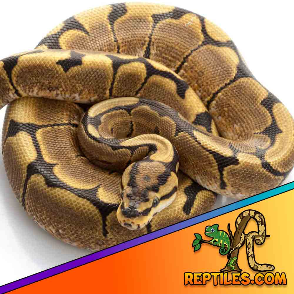 Spider ball python for sale online baby spider ball pythons for sale