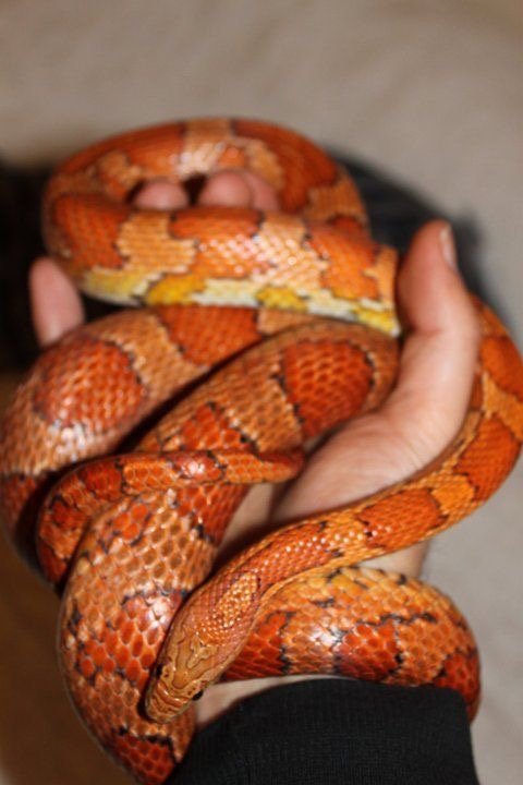 What are some good calm beginner snakes beside a ball python