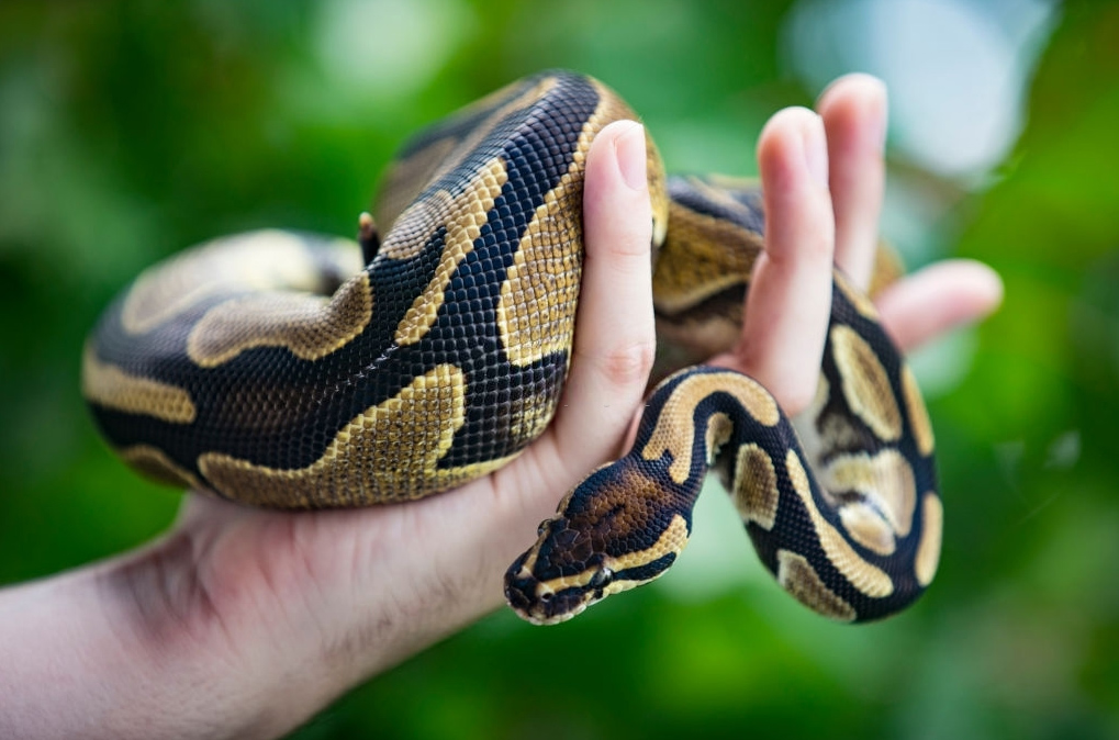 Ball python ultimate care sheet facts