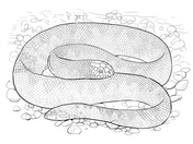 Orange ghost ball python coloring page free printable coloring pages