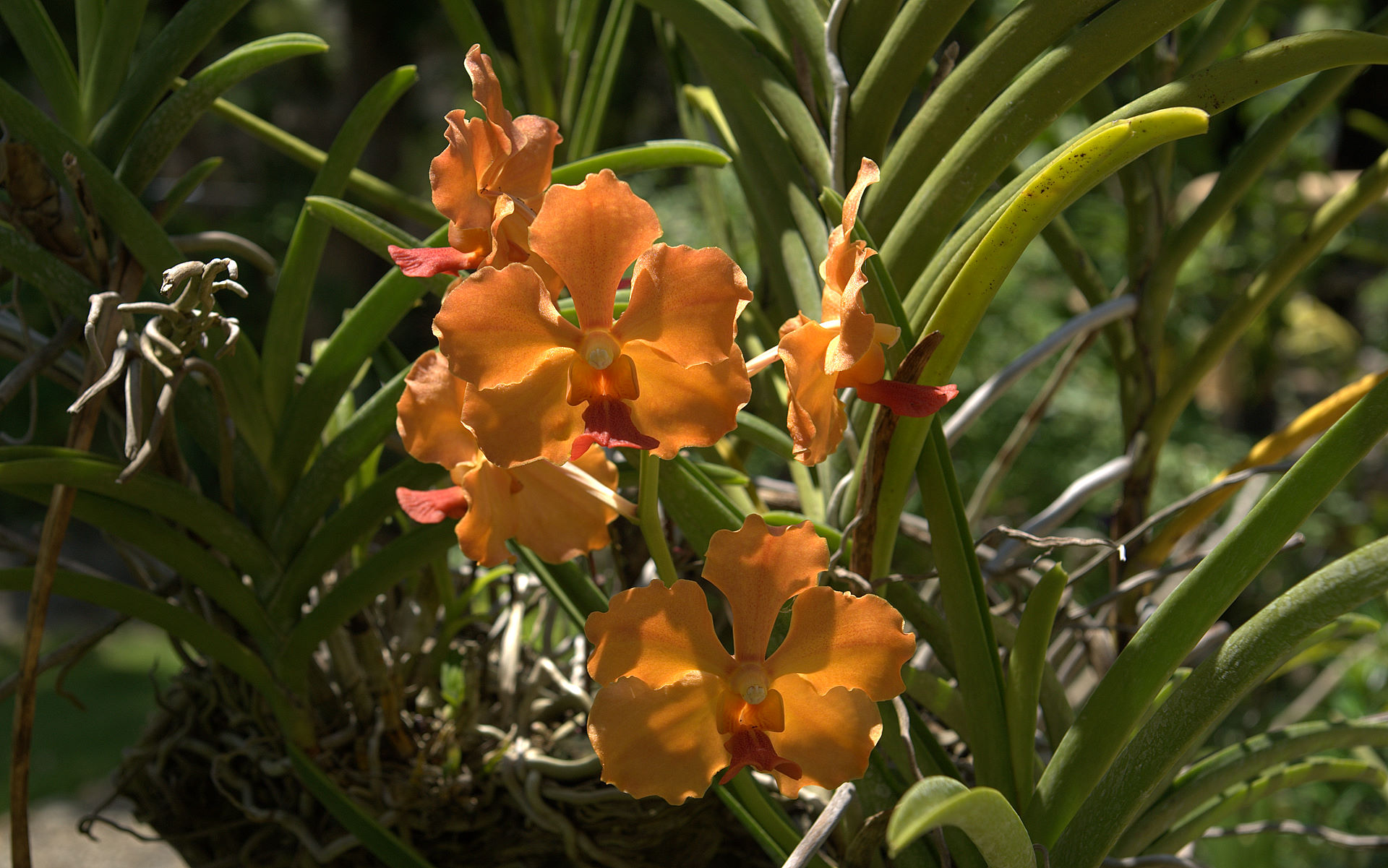 Download Free 100 + orange orchids Wallpapers