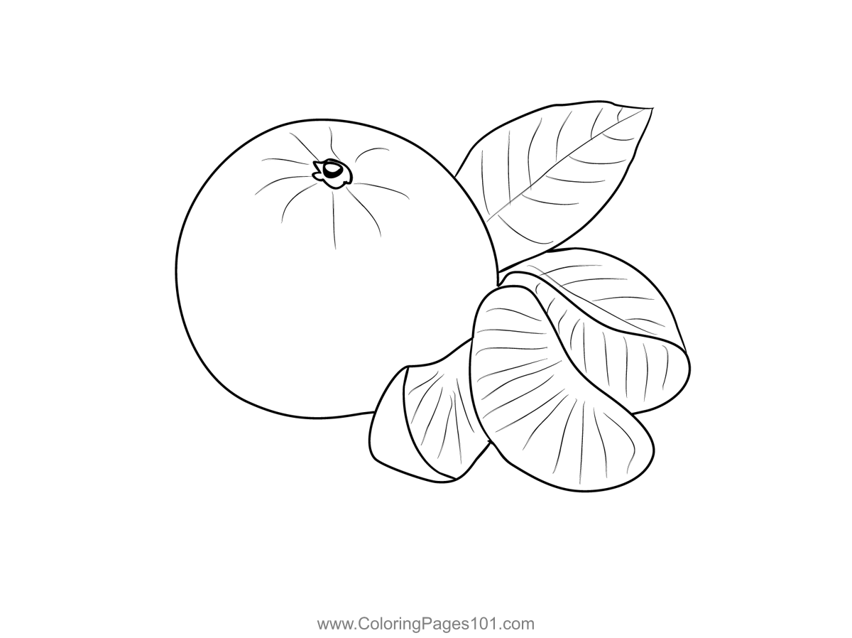 Oranges coloring page for kids