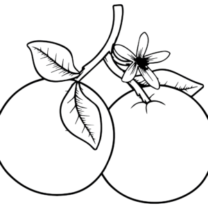 Oranges coloring pages printable for free download