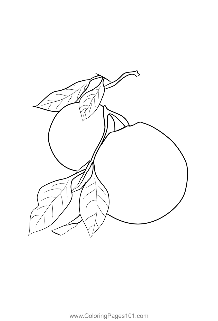 Oranges coloring page for kids